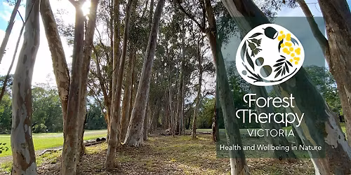 Forest Therapy Experience: Warrien Reserve, Croydon North