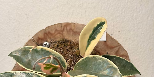 Hoya Plant Mounting Workshop