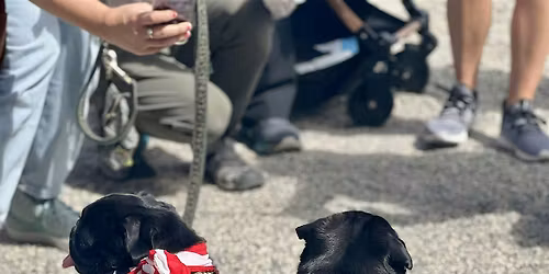 May Pug Meetup at Dog Run 72