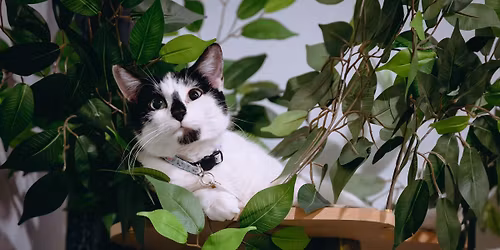 Pages and Purrs Book Club Meeting \ud83d\udcd5 