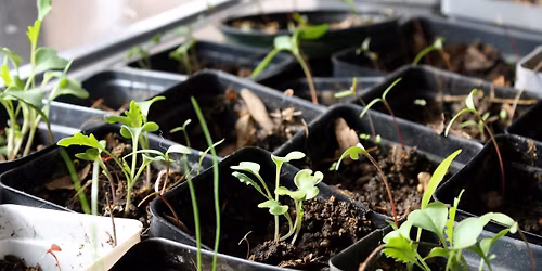 V\u00e4xtloppis p\u00e5 Ume\u00e5 stadsbibliotek