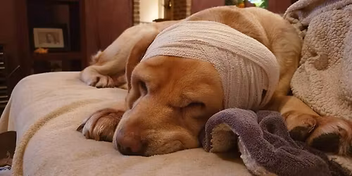 Formation en secourisme canin \u00e0 Ath