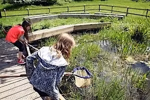 Family Pond Dipping Summer holiday (morning) - Woolley Firs, Maidenhead, Monday 3 August