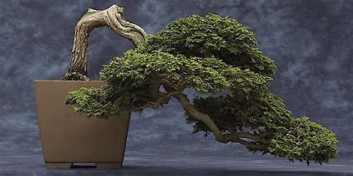 8-20-2026: How to Grow Bonsai in Florida