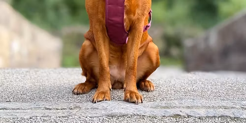 Padley Gorge Walkies Ready Club