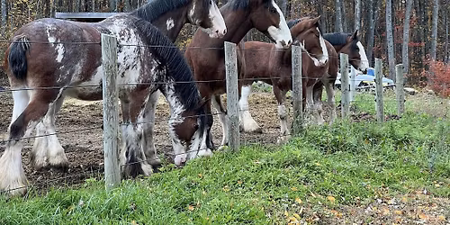 Come see the Mountain View Clydesdales and start off on the right HOOF!!