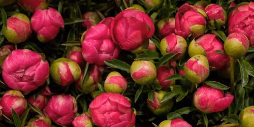 Picnic in the Peonies