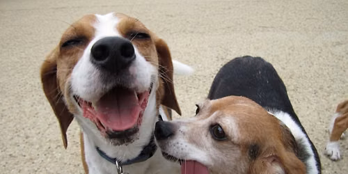 2026 Beagle Bash 