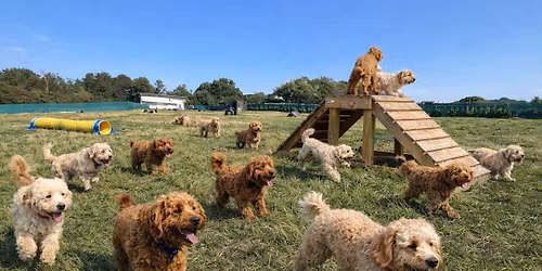 Cockapoo\/Cavapoo Off Lead Play