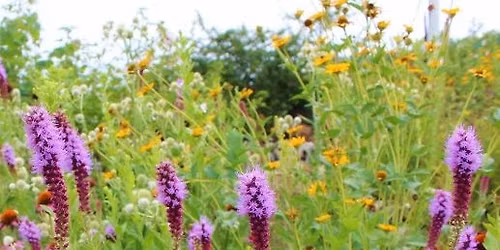 OWLS Program "A Native Plant Walk & Drawing Session"