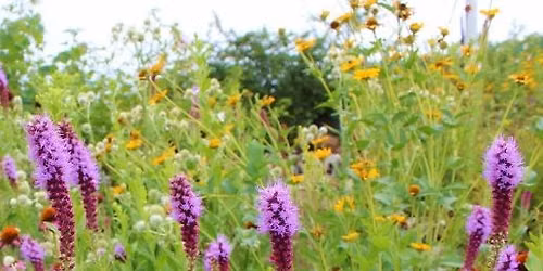 OWLS Program "A Native Plant Walk & Drawing Session"