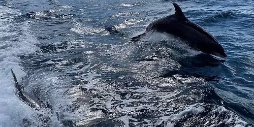 Picton Maritime Festival