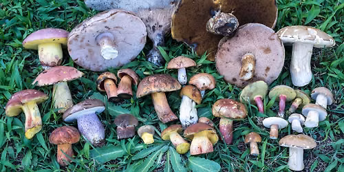 Edible Wild Plants and Mushrooms of Summer-FREE Presentation