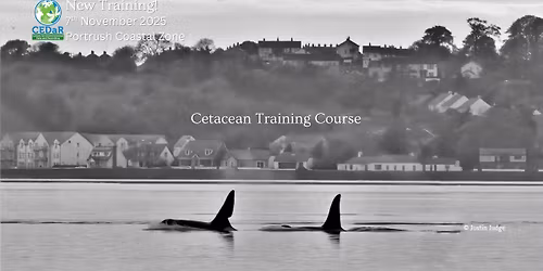 Cetacean Identification Training