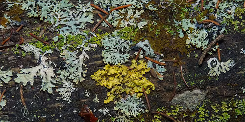 Nature Walk with Eagle Point Staff