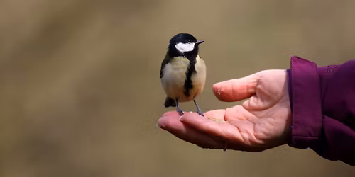 Try Bird Ringing in Glastonbury!