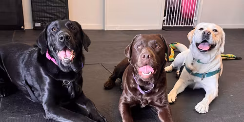 Lucky Dog & Advantage Pack Walk