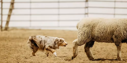 NSMASC AKC Farm Dog Tests