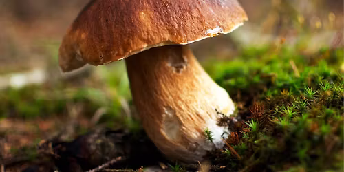 Make Room For Mushrooms!