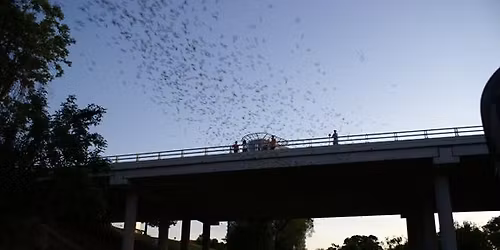Buffalo Bayou Cruise: Bats