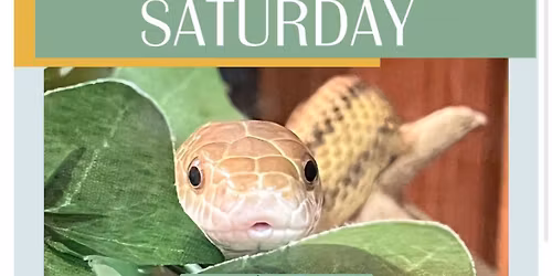 Science Saturday: Snakes