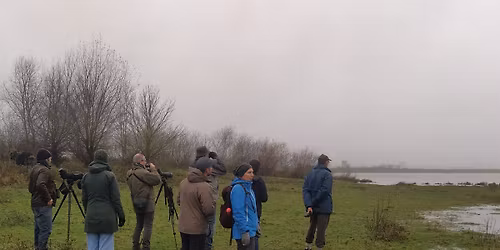 VROEGE VOGELS EN VERRASSENDE SOORTEN VAN BERGERVEN