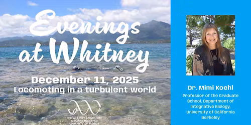 Evenings at Whitney-Locomoting in a turbulent world