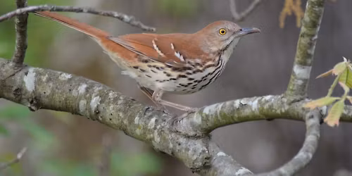 Arkansas Audubon Society Spring 2026 Convention
