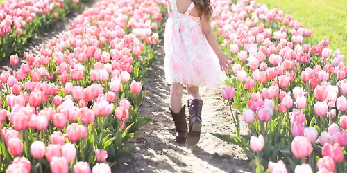 Kuiper's Tulip Fest Mini