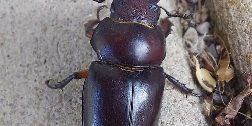Face to Face: Arthropods