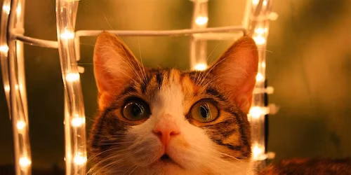 Halfway to Kittymas! Sparkle Party!