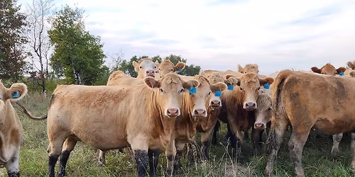 Bred Cow & Heifer Sale