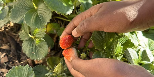 Grow and Gather: Free Hands-On Garden Workshops