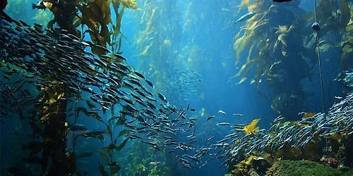 Kelp Forests - Hosted by PS Science