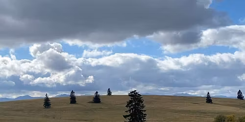 Central European Coursing Championships