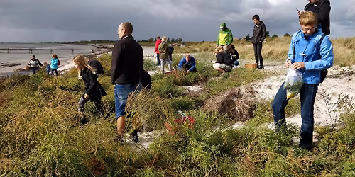 Spiselige urter i Strandparken