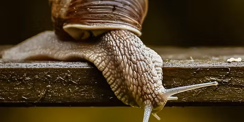 Organic Pest Control & Maintenance