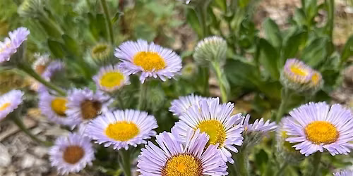 Little Artists: Mother's Day Edition