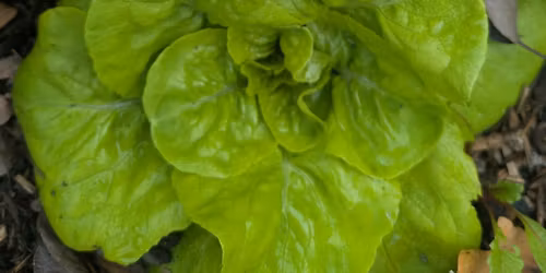 Container Gardening Workshop: Salad Greens