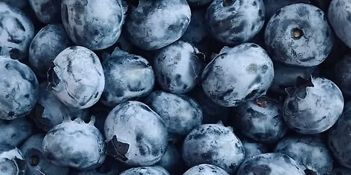 "Blue and Good For You: The Hidden Science of Blueberries": In-Person Badger Talk in Bristol, WI