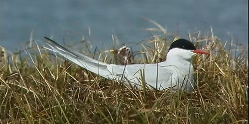 Mendenhall Glacier Visitor Center Walk