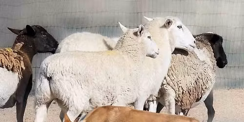 Cappy Pruett Herding Clinic (Audit Only)