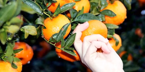 The Juice on Caring for Citrus Trees