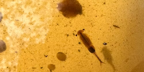 World Aquatic Animal Day Hike