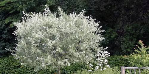 Proper Pruning with Arborist Paul Fletcher
