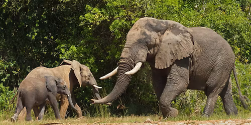 Red Chilli Murchison Falls 3 Day Falls and Game Safari at $370pp