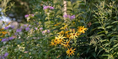 Pollinator Garden Tour