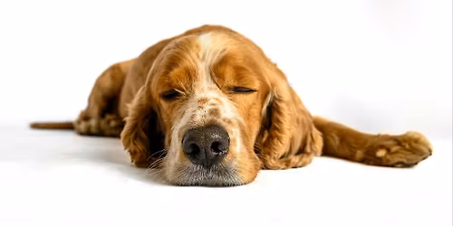 WEBINAR NA \u017bYWO: Pies, kt\u00f3ry nie potrafi si\u0119 wyciszy\u0107 \u2013 jak obni\u017cy\u0107 pobudzenie w praktyce