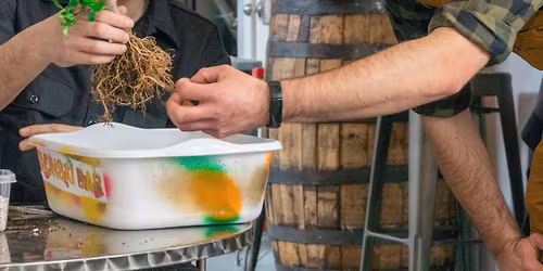 Bonsai Workshop at Sanitas Brewing Company - Lafayette