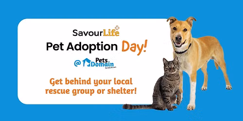 National Pet Adoption Day | Just Cats